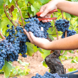 Vinicolo, uva