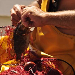 pesca artigianale all'asinara pesca artigianale all'asinara