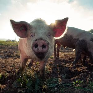 <span>Photo by <a href="https://unsplash.com/@debrupas?utm_source=unsplash&utm_medium=referral&utm_content=creditCopyText">Pascal Debrunner</a> on <a href="https://unsplash.com/s/photos/pig?utm_source=unsplash&utm_medium=referral&utm_content=creditCopyText">Unsplash</a></span> Suini
