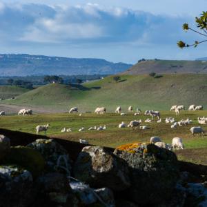 Campagna sarda