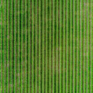 Agricoltura