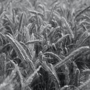<span>Photo by <a href="https://unsplash.com/@bohdans?utm_source=unsplash&utm_medium=referral&utm_content=creditCopyText">Bohdan Stocek</a> on <a href="https://unsplash.com/s/photos/agriculture-field?utm_source=unsplash&utm_medium=referral&utm_content=creditCopyText">Unsplash</a></span> Agricoltura