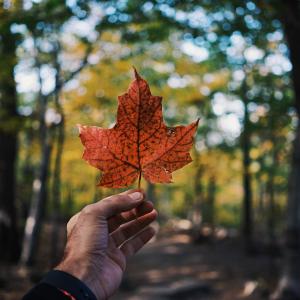 Photo by <a href="https://unsplash.com/@i_am_g?utm_source=unsplash&utm_medium=referral&utm_content=creditCopyText">Guillaume Jaillet</a> on <a href="https://unsplash.com/s/photos/canada?utm_source=unsplash&utm_medium=referral&utm_content=creditCopyText">Unsplash</a> Canada