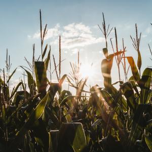 Photo by <a href="https://unsplash.com/@julianhochgesang?utm_source=unsplash&utm_medium=referral&utm_content=creditCopyText">Julian Hochgesang</a> on <a href="https://unsplash.com/s/photos/agricultural?utm_source=unsplash&utm_medium=referral&utm_content=creditCopyText">Unsplash</a> Agricoltura