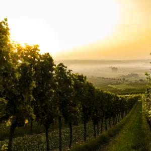 Photo by <a href="https://unsplash.com/@svenwilhelm?utm_source=unsplash&utm_medium=referral&utm_content=creditCopyText">Sven Wilhelm</a> on <a href="https://unsplash.com/s/photos/wine?utm_source=unsplash&utm_medium=referral&utm_content=creditCopyText">Unsplash</a> Viticoltura