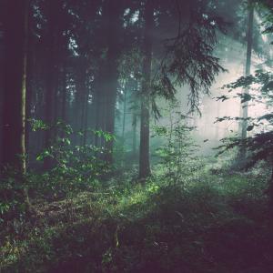Photo by <a href="https://unsplash.com/@sebastian_unrau?utm_source=unsplash&utm_medium=referral&utm_content=creditCopyText">Sebastian Unrau</a> on <a href="https://unsplash.com/s/photos/forest?utm_source=unsplash&utm_medium=referral&utm_content=creditCopyText">Unsplash</a> Ambiente