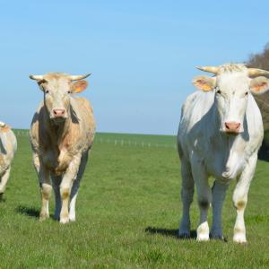 Allevamenti bovini - Foto di Nadine Doerle da Pixabay Allevamenti bovini - Foto di Nadine Doerle da Pixabay