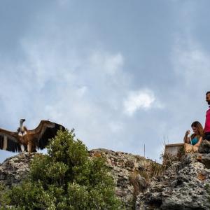 il rilascio di un grifone nell'ambito del progetto Life Safe for Vultures il rilascio di un grifone nell'ambito del progetto Life Safe for Vultures