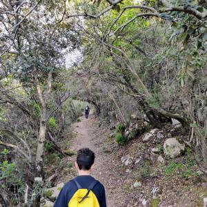 un sentiero forestale un sentiero forestale