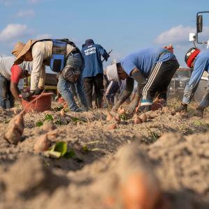 Braccianti agricoli