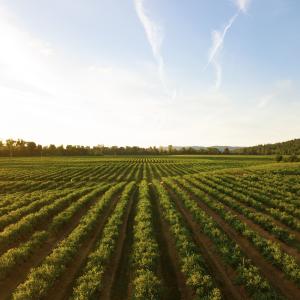 Agricoltura