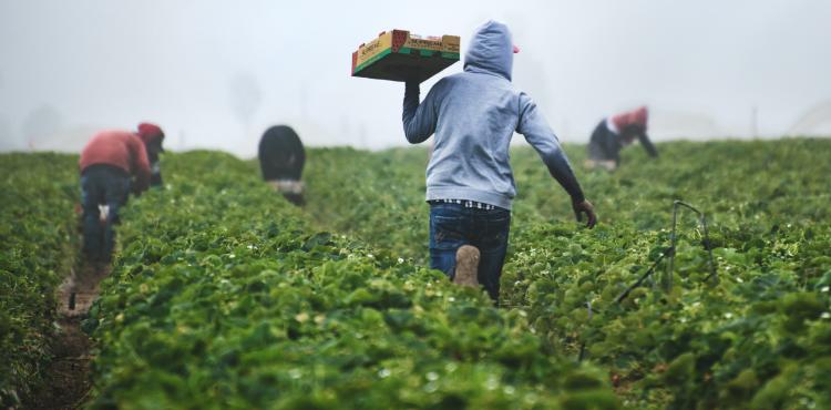 Operai agricoli