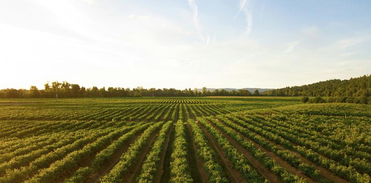 agricoltura