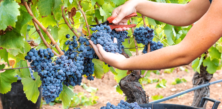 Vinicolo, uva