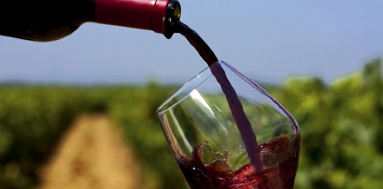 Vino Vino