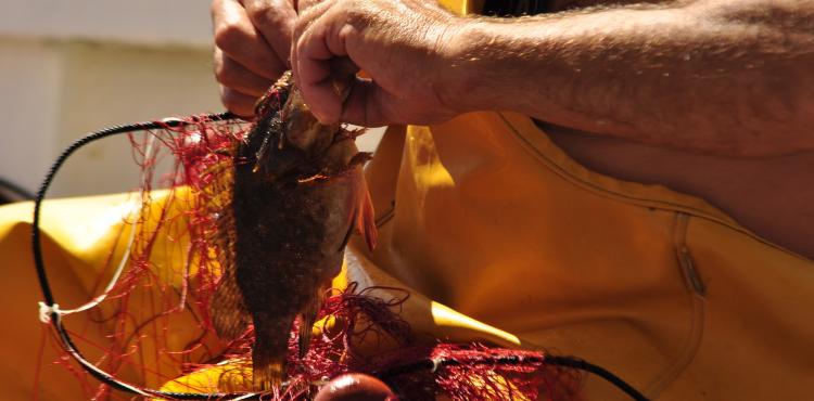 pesca artigianale all'asinara pesca artigianale all'asinara
