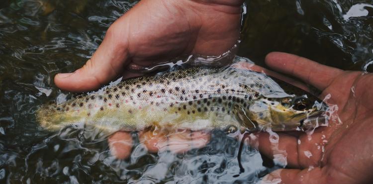 pesca