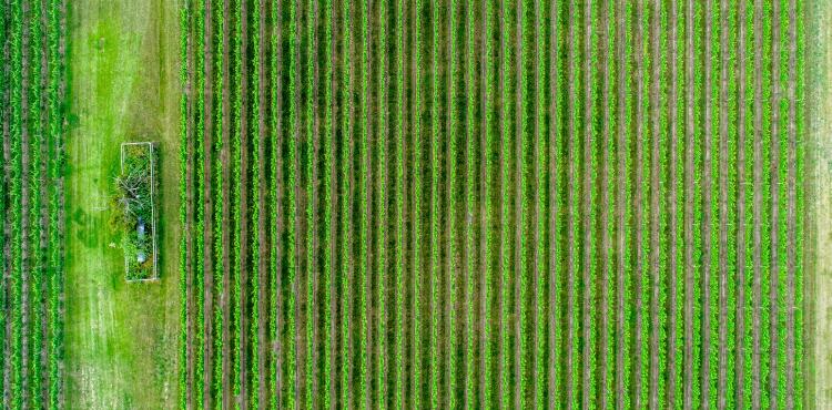 Agricoltura