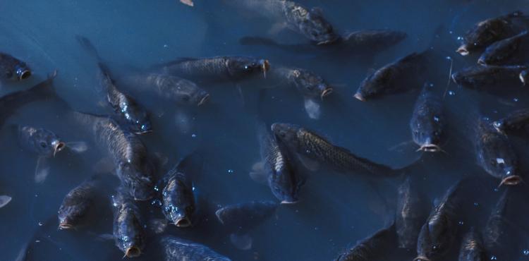 Pesca