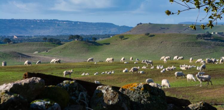 Campagna sarda