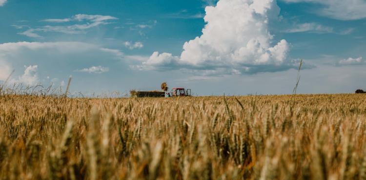 agricoltura - immagine simbolica agricoltura - immagine simbolica