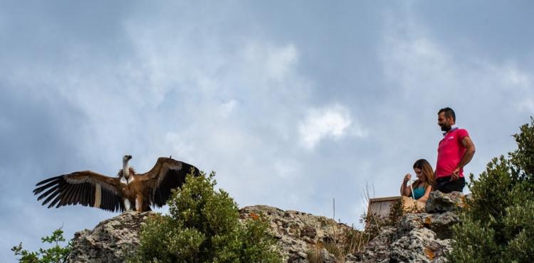 il rilascio di un grifone nell'ambito del progetto Life Safe for Vultures il rilascio di un grifone nell'ambito del progetto Life Safe for Vultures